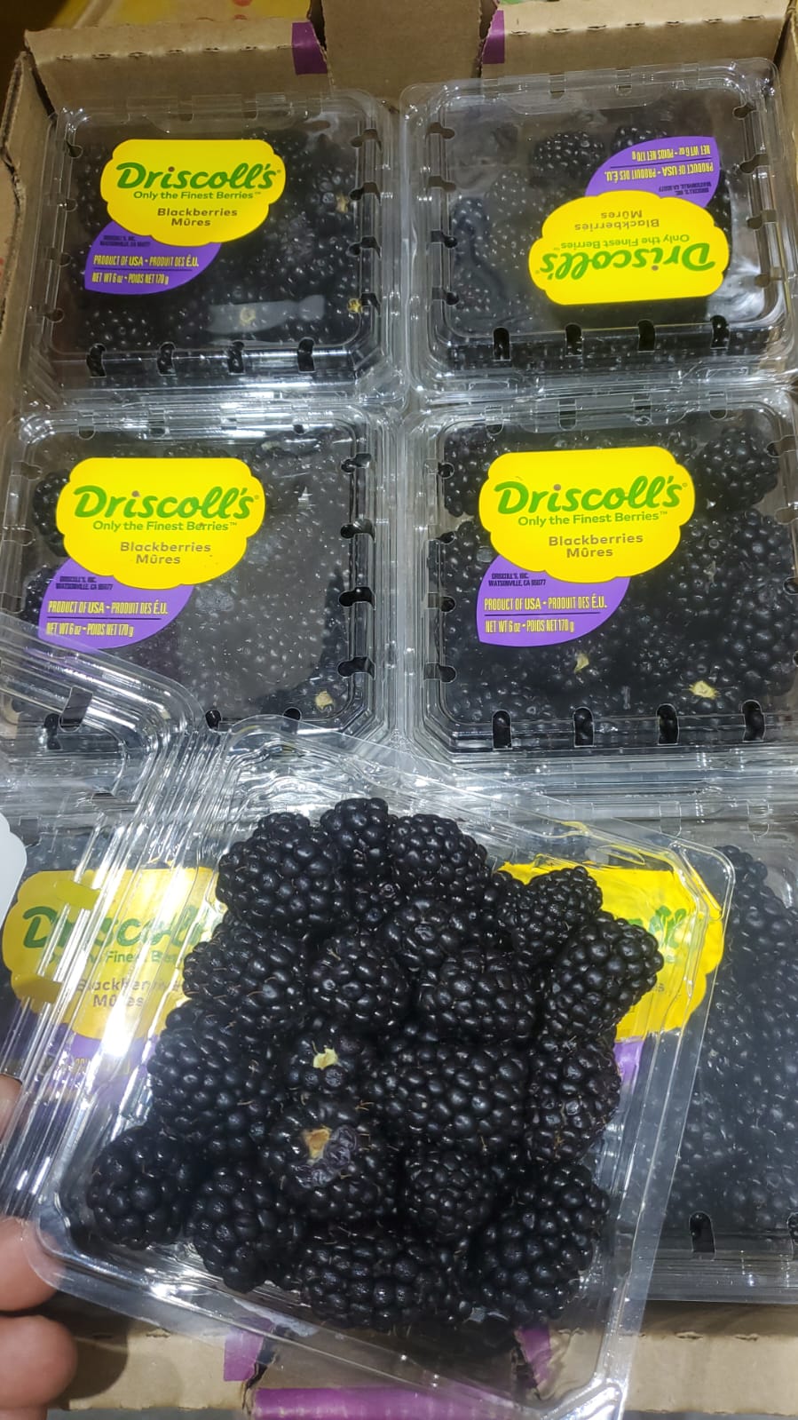 Black berry Box  كرتون بلاك بيري