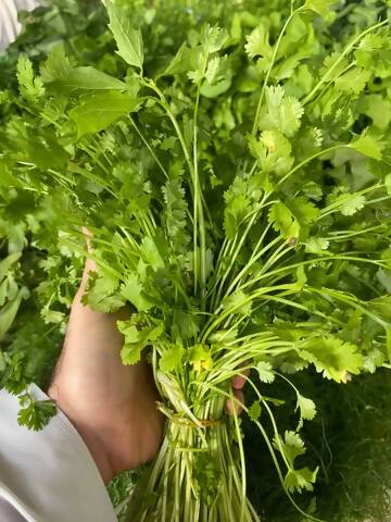 Leaves/Coriander 1kg كزبرة/جلجلان