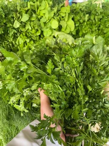 Leaves (Parsley)/ Oman 1kg بقدونس عماني