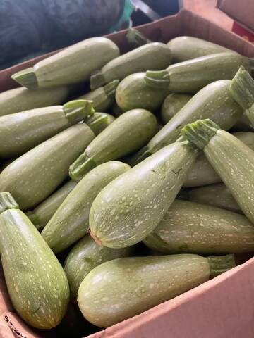 Zucchini Omani 9kg كوسه عماني