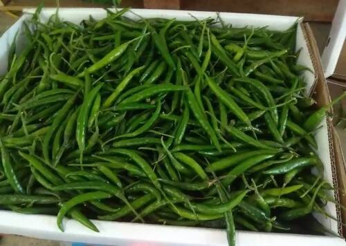 Chilli/ Oman كرتون فلفل حار عماني